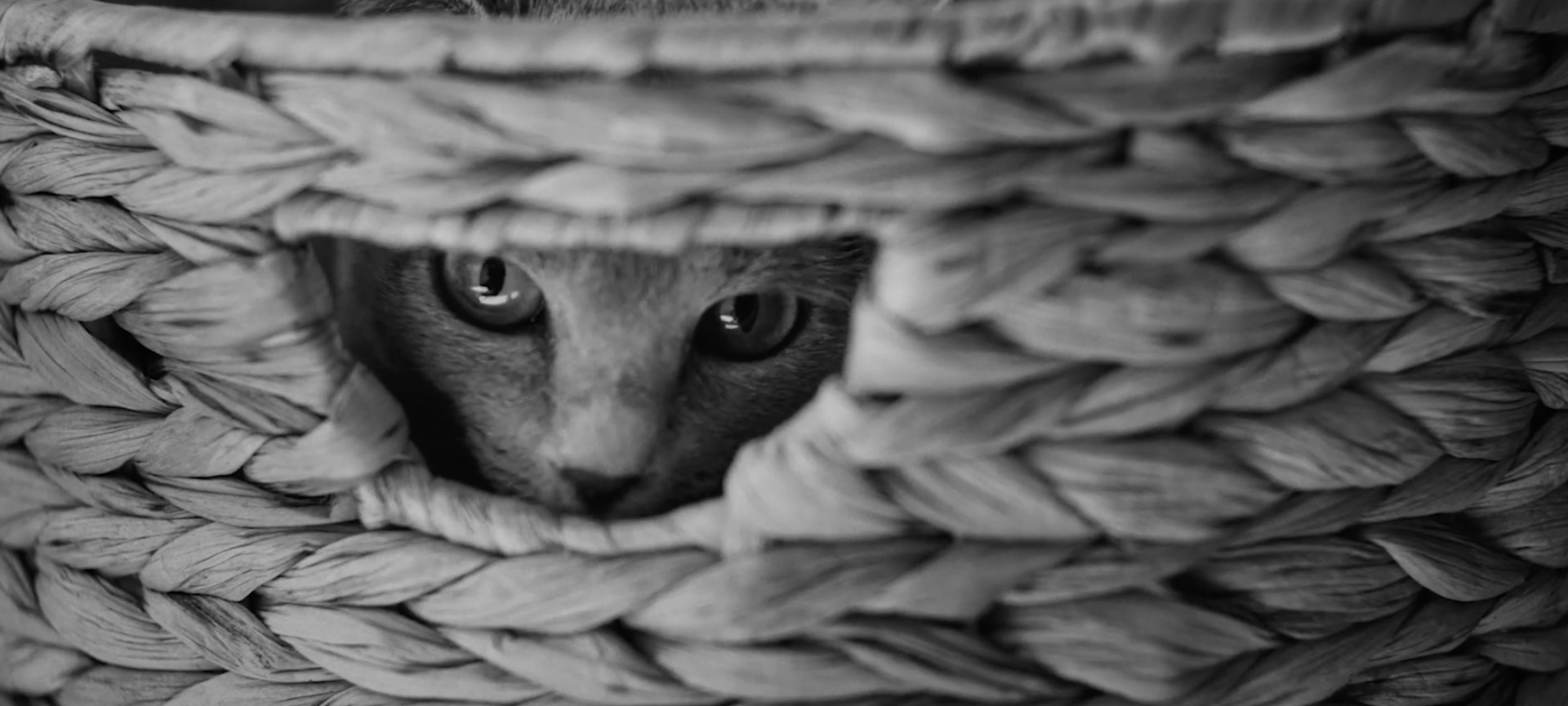 Comment transformer la connaissance du chat en un objet éditorial de référence ?