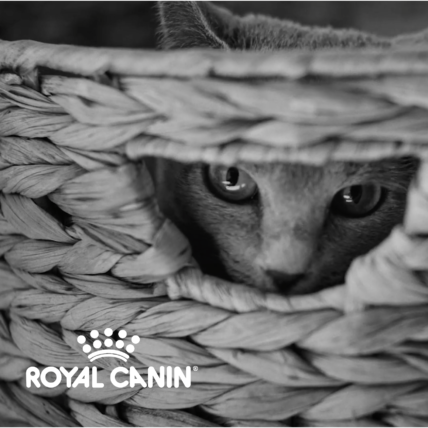 Comment transformer la connaissance du chat en un objet éditorial de référence ?