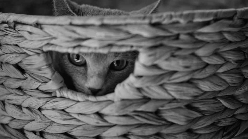 Pourquoi la connaissance serait-elle condamnée à l’ennui ?